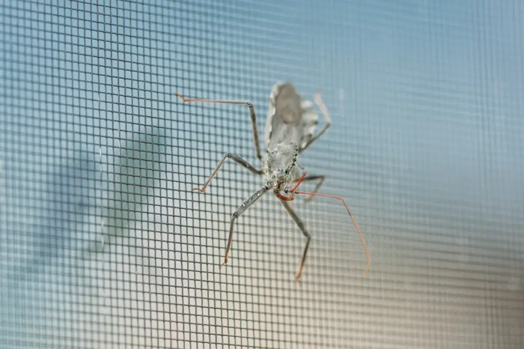 Insecto posado sobre la malla de una mosquitera