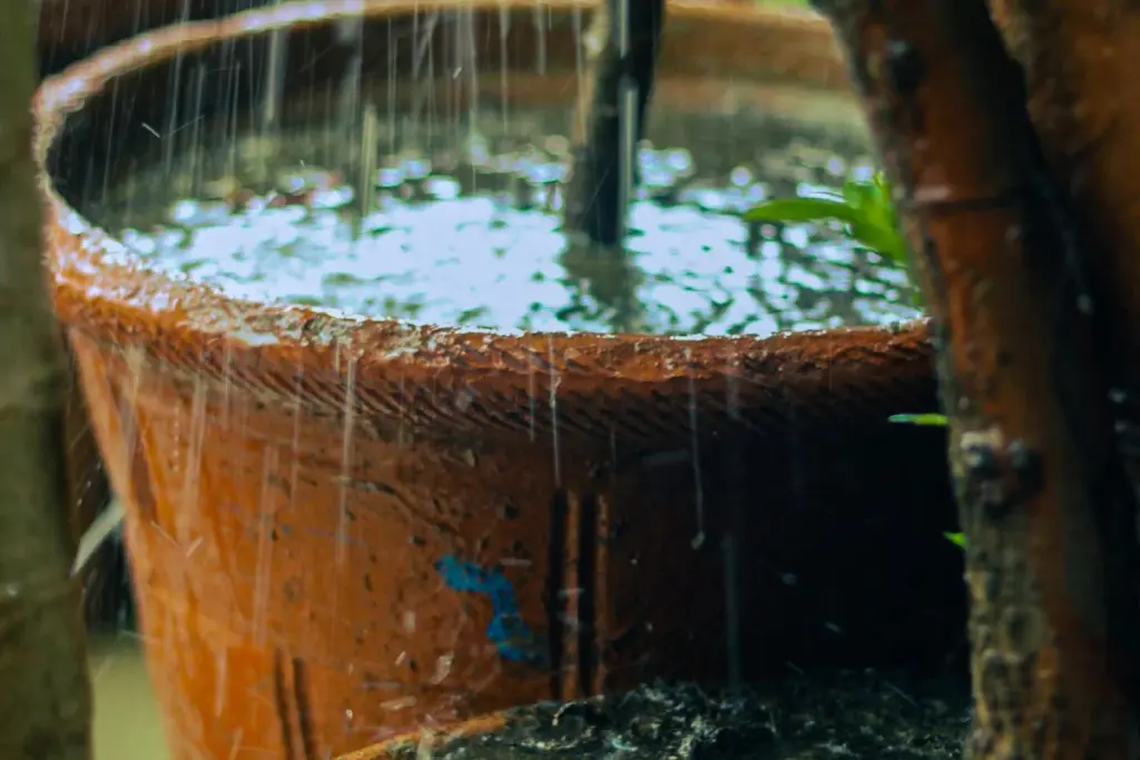 Maceta llena de agua de lluvia estancada, un criadero del mosquito tigre