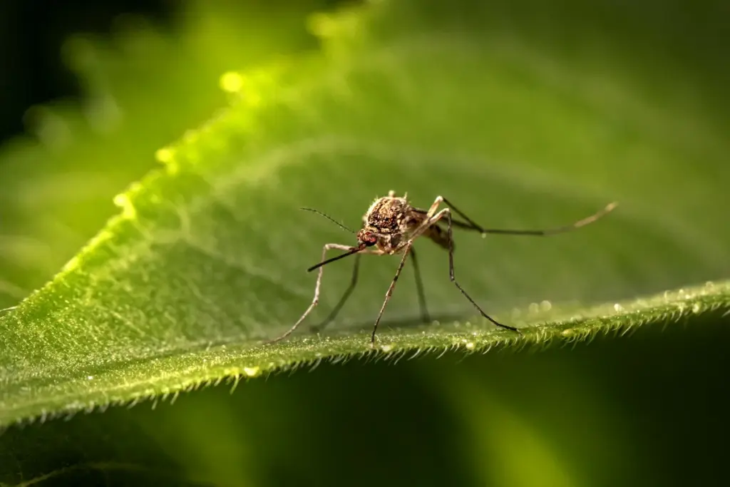 Mosquito adulto posado sobre una hoja verde