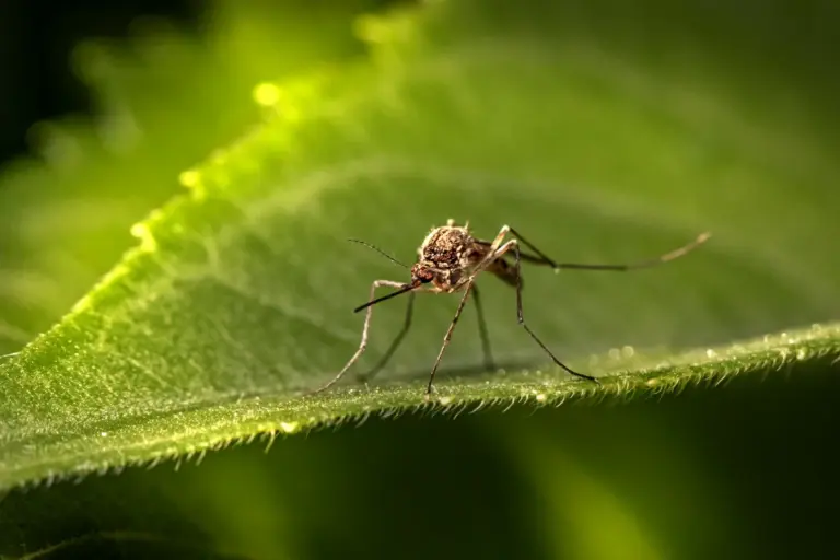Mosquito adulto posado sobre una hoja verde