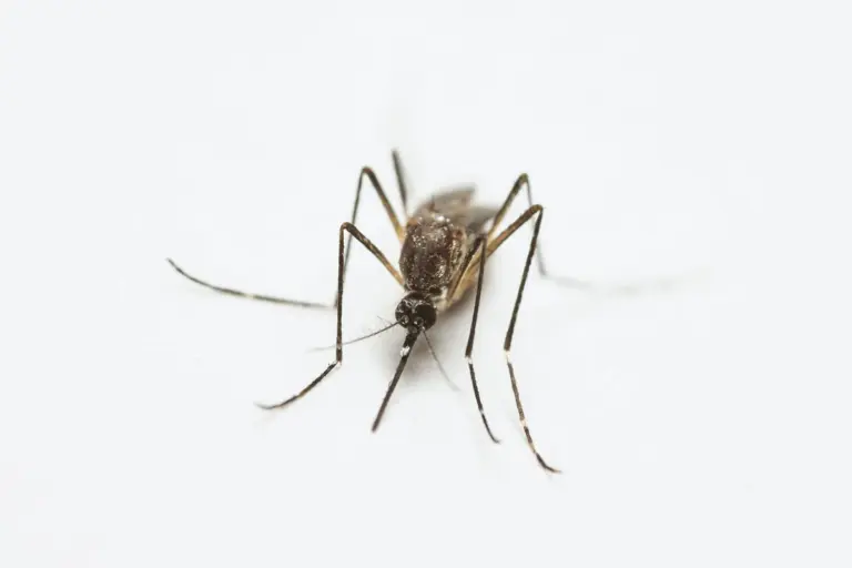 Mosquito posado sobre una superficie blanca