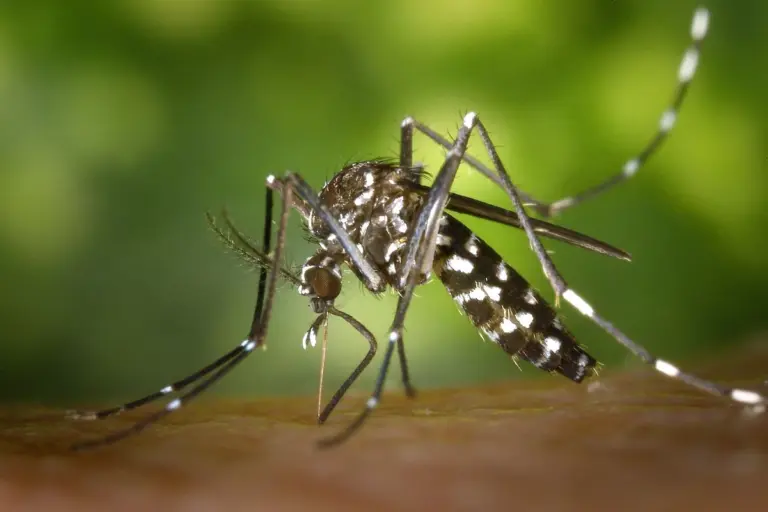 Mosquito tigre posado sobre la piel