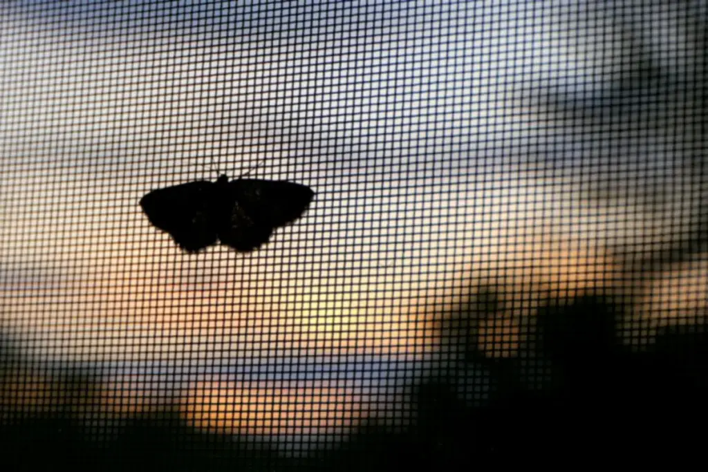Polilla posada en la malla mosquitera de una ventana al atardecer