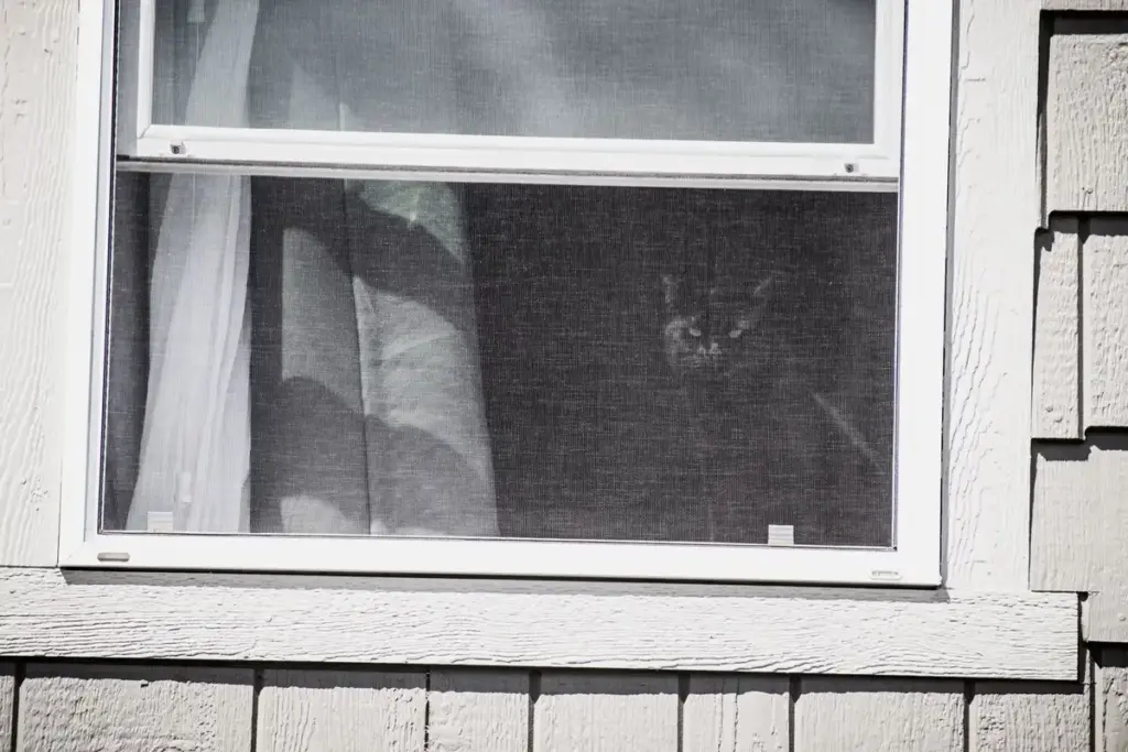 Ventana con mosquitera vista desde fuera, con un gato detrás de la malla