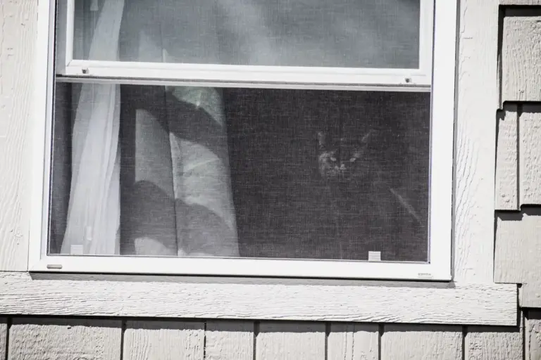 Ventana con mosquitera vista desde fuera, con un gato detrás de la malla